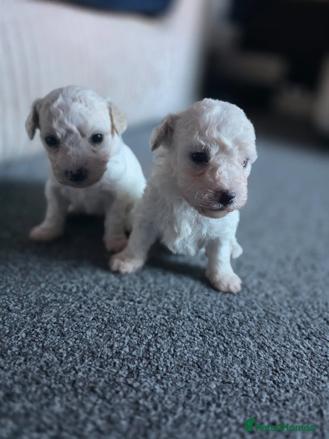 Bichon Frise dogs for sale: BICHON FRISE puppys  - Advert 2