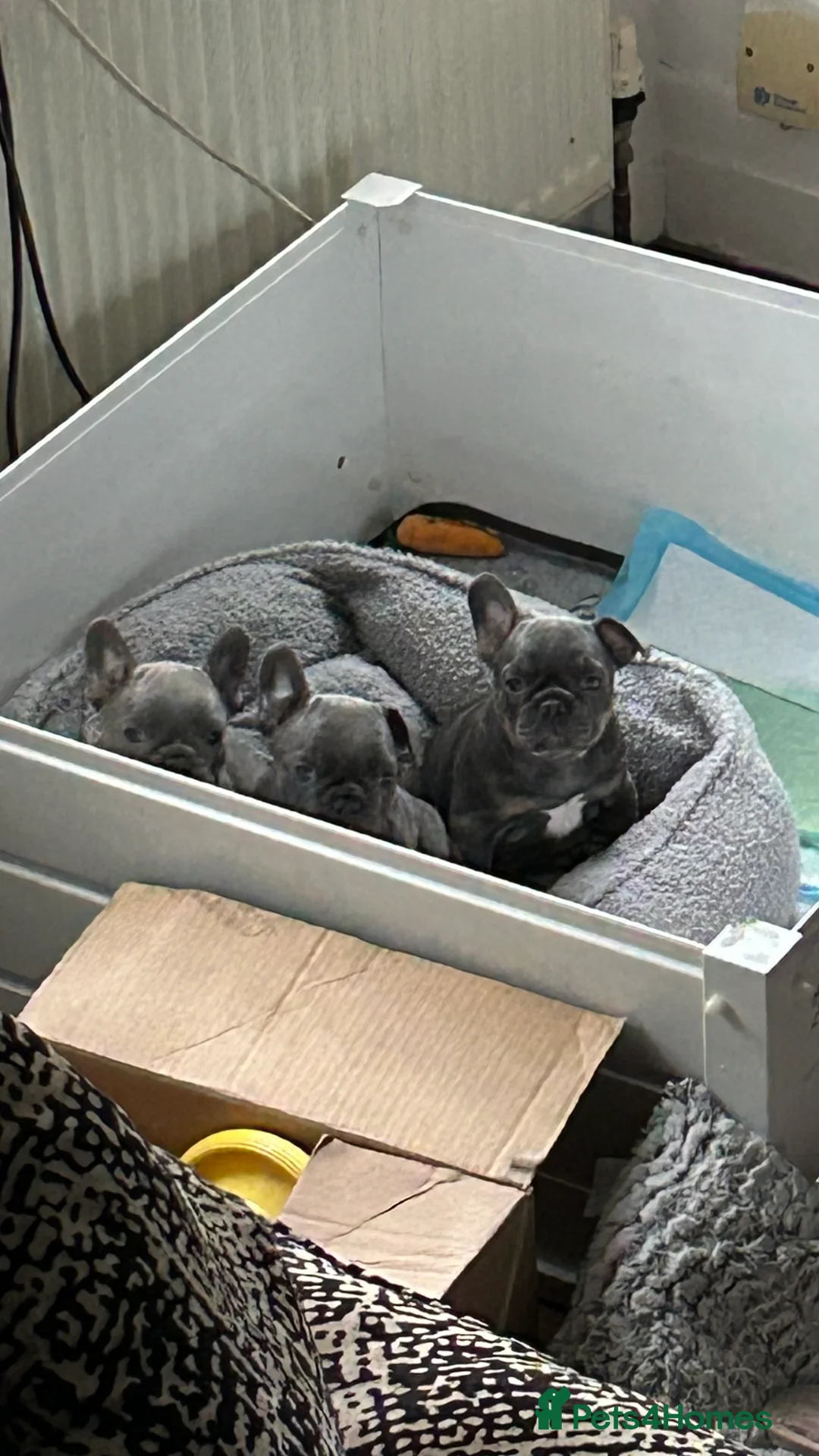French Bulldog dogs for sale: Playful snuggly Puppies  - Advert 1