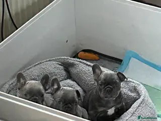 French Bulldog dogs Playful snuggly Puppies - Advert 1