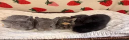 Mixed Breed rabbits for sale: Five beautiful Mini lops x English spot  - Advert 13