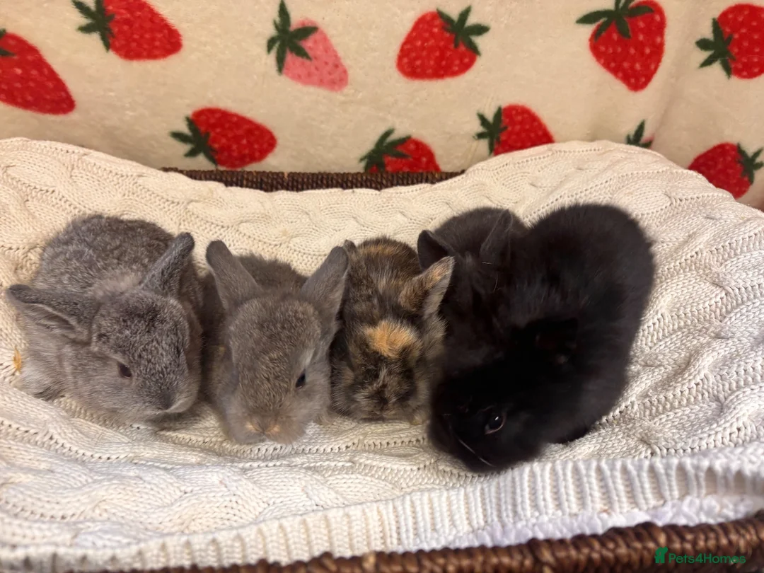 Mixed Breed rabbits for sale: Five beautiful Mini lops x English spot  - Advert 13