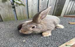 Mixed Breed rabbits for sale: Mixed breed boys free to good home  - Image 3