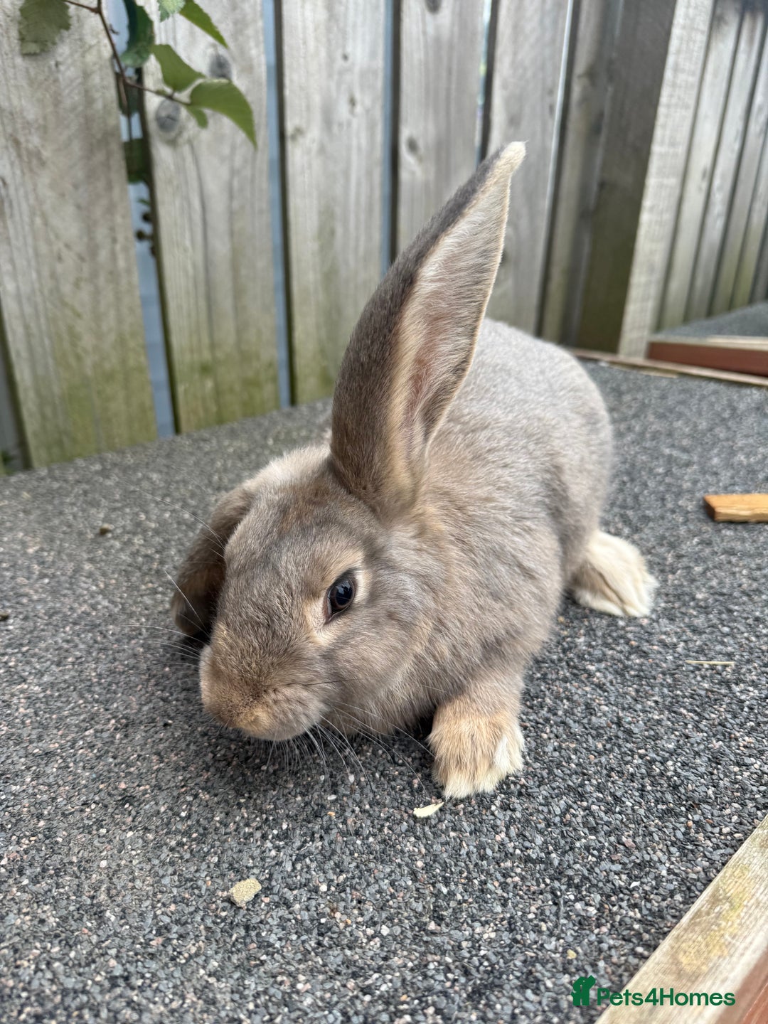 Mixed Breed rabbits for sale: Mixed breed boys free to good home  - Image 3