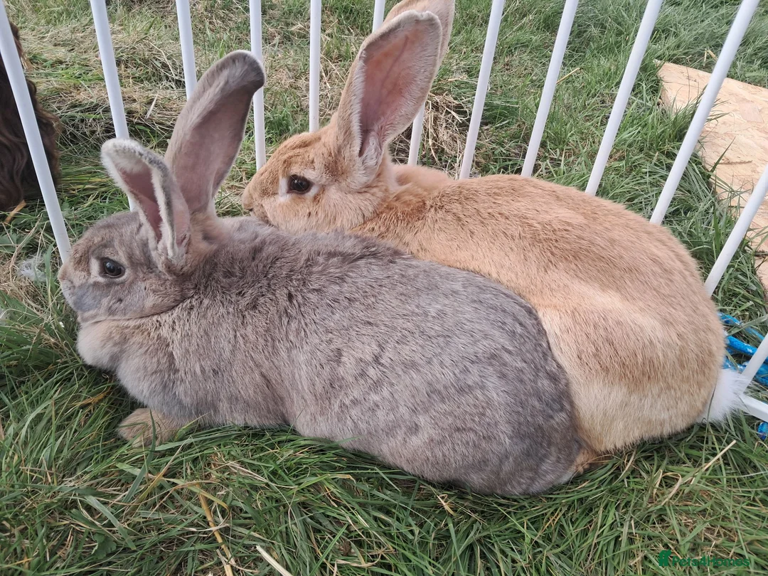 Continental Giant rabbits for sale: Continental giant rabbits  - Advert 6