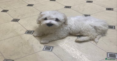 Maltese dogs - Advert 8