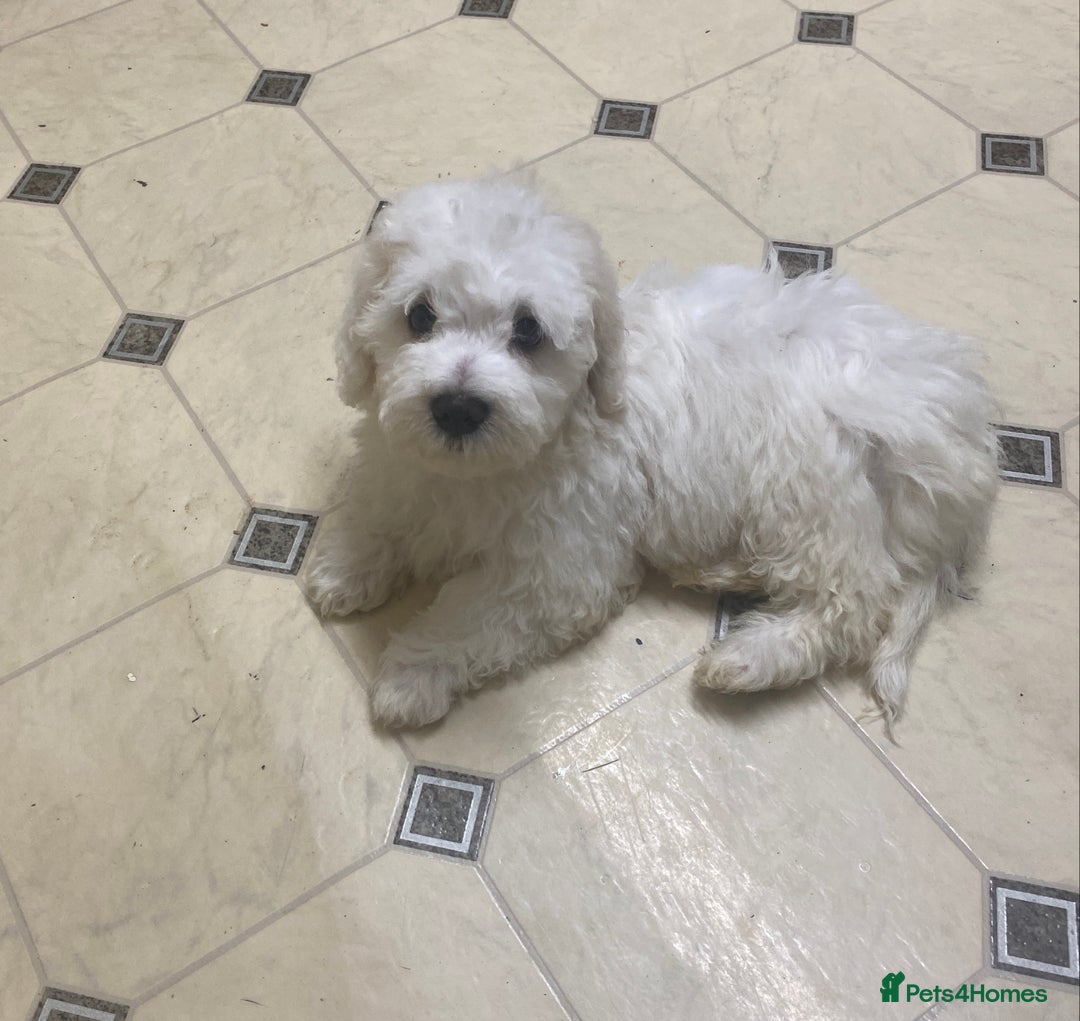 Maltese dogs for sale: Stunning Purebred Maltese Boys Puppies  - Image 9