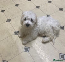 Maltese dogs - Advert 1