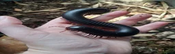 Mixed Breed invertebrates for sale: Giant African Millipede and Tarantulas available - Advert 1