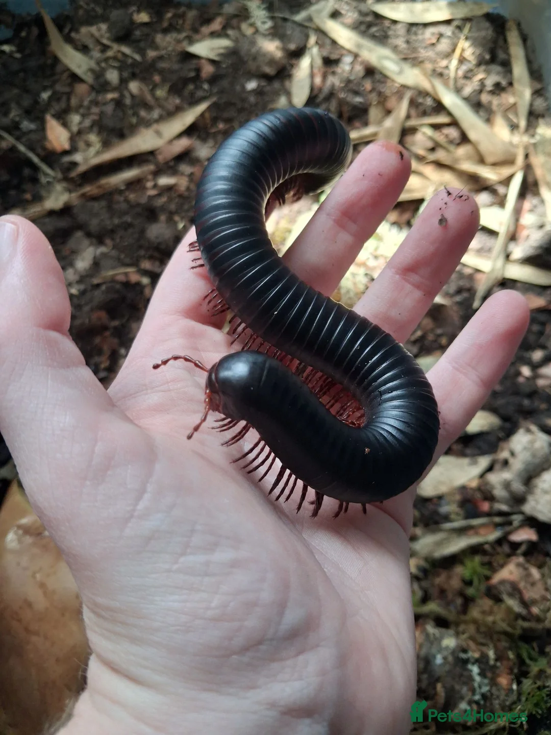 Mixed Breed invertebrates for sale: Giant African Millipede and Tarantulas available - Advert 1