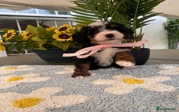 Bernedoodle dogs for sale: Curtabemdoodles Bernedoodles  - Image 16