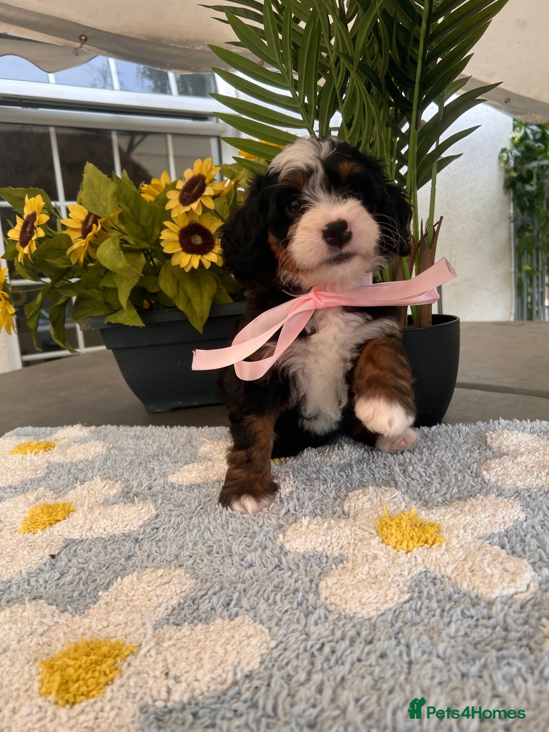 Bernedoodle dogs for sale: Curtabemdoodles Bernedoodles  - Image 16
