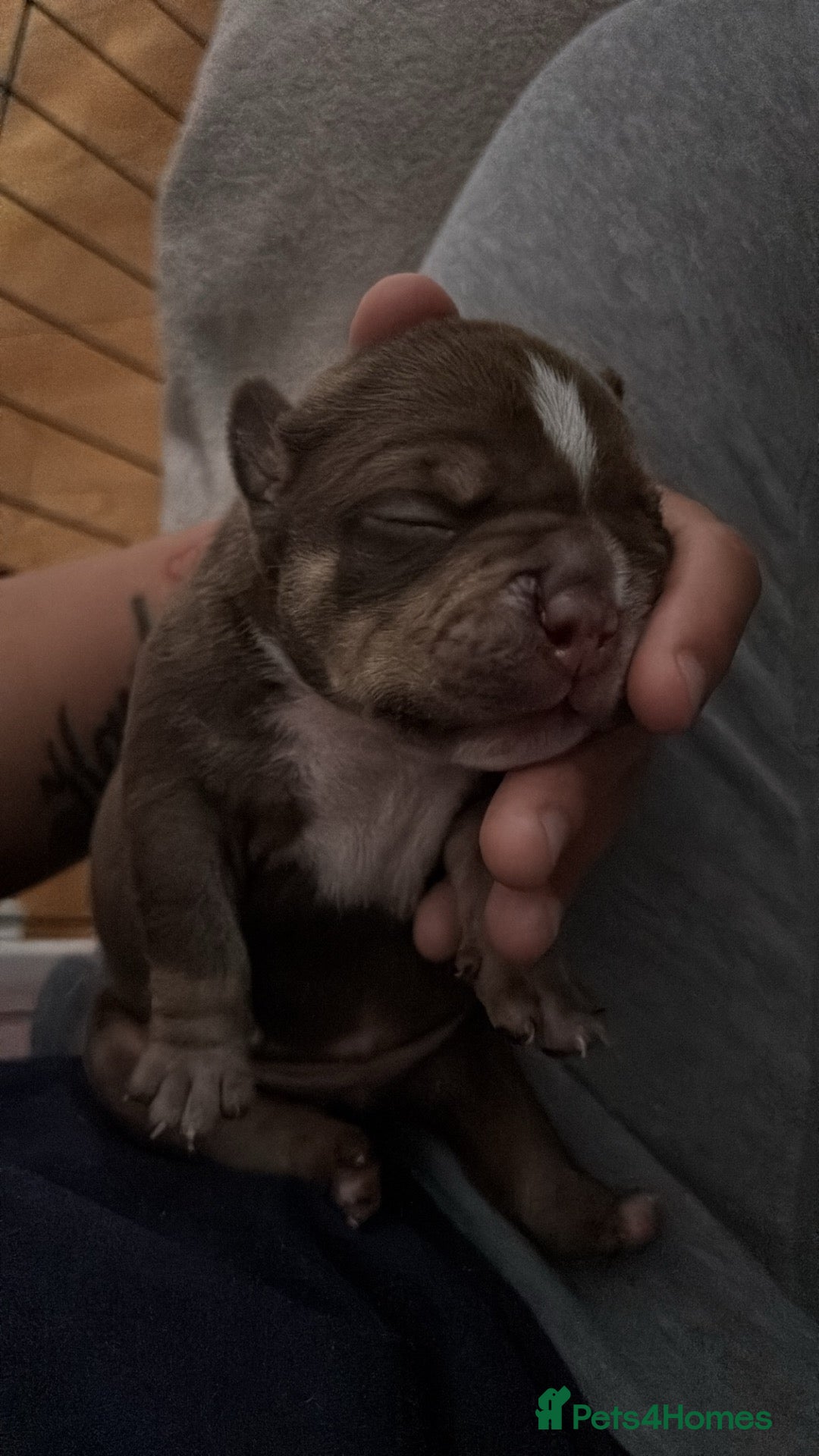 American Bully dogs American micro bully’s  - Advert 15