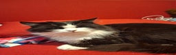 Mixed Breed cats for sale: Shadow - Advert 9