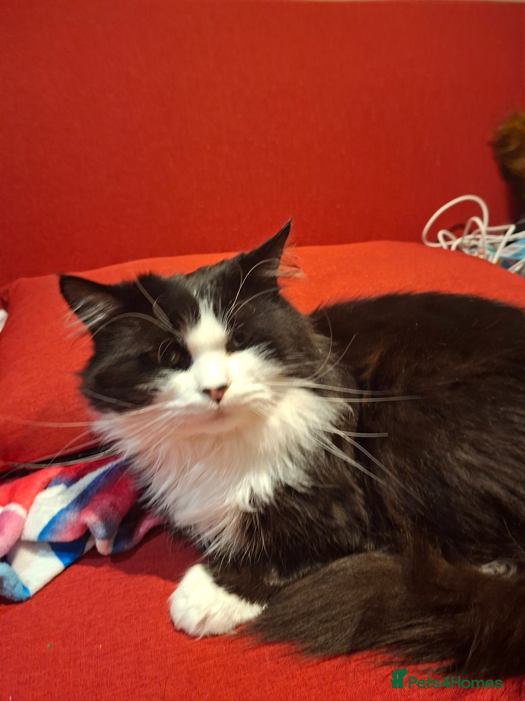 Mixed Breed cats for sale: Shadow - Advert 9