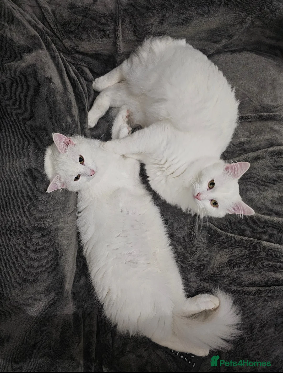 Persian cats for sale: Pure white long hair kittens. - Advert 2