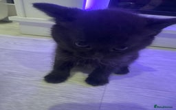 British Shorthair cats for sale: 4 kittens half British shorthair  - Advert 7