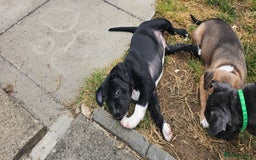 Staffordshire Bull Terrier dogs for sale: Staffordshire bull terrier puppies. - Image 15