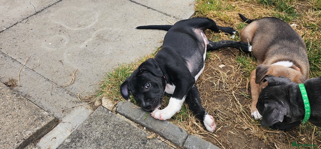 Staffordshire Bull Terrier dogs for sale: Staffordshire bull terrier puppies. - Image 15