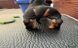 Dachshund dogs for sale: champion bred dachshunds  - Image 4