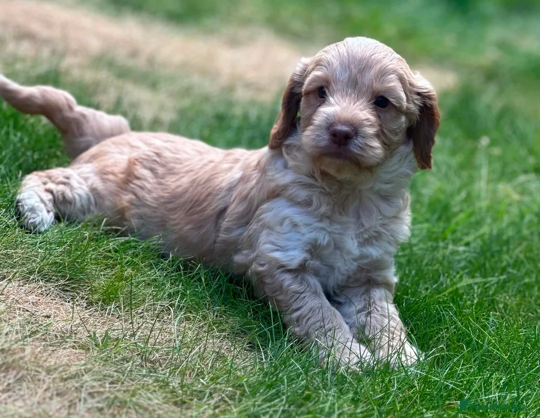 Cockapoo dogs for sale: F1 Cockerpoo Puppies - Advert 1