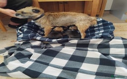 Border Terrier dogs for sale: Border terrier puppies  - Image 8