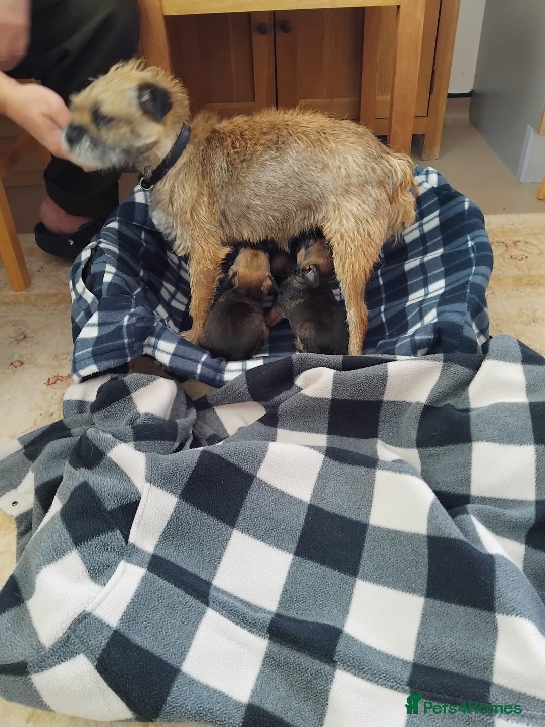 Border Terrier dogs for sale: Border terrier puppies  - Image 8