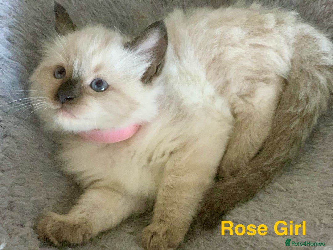 Ragdoll cats for sale: ❗️Charming Pure Ragdoll Kittens waiting love ❤️❗️ - Advert 17