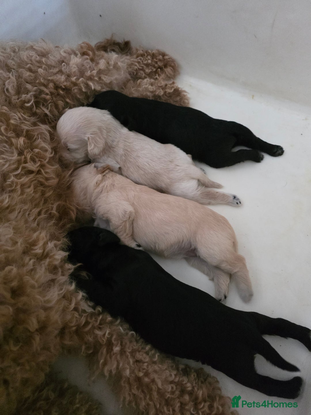 Mixed Breed dogs for sale: Schnockerpoo's - Image 12