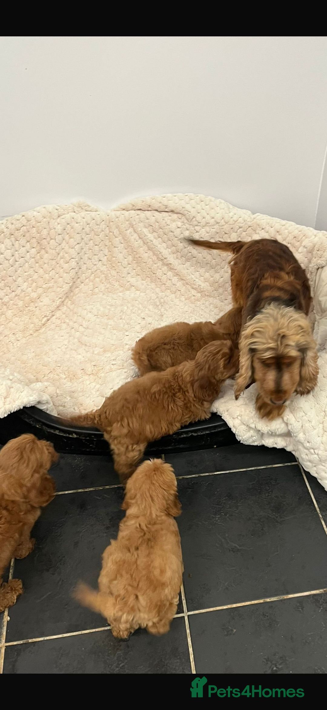 Cockapoo dogs for sale: F1 red cockapoo puppy's  - Image 5