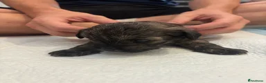 Blue pup - Male 