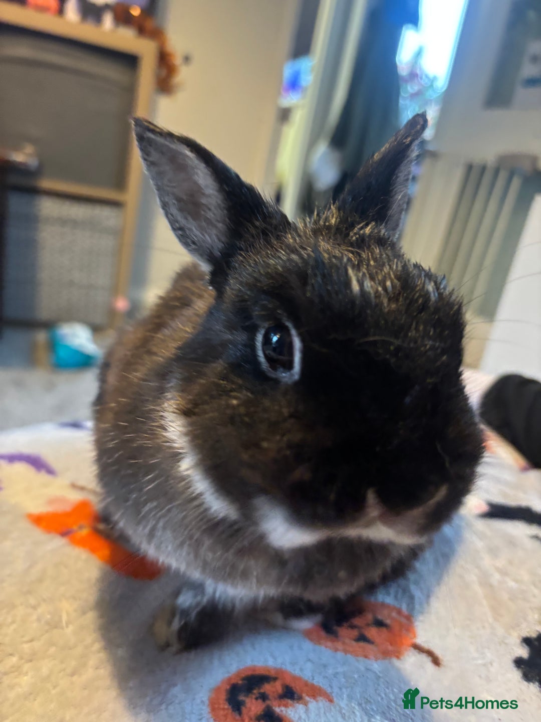 Netherland Dwarf rabbits for sale: Beautiful Netherland Dwarf - Image 4