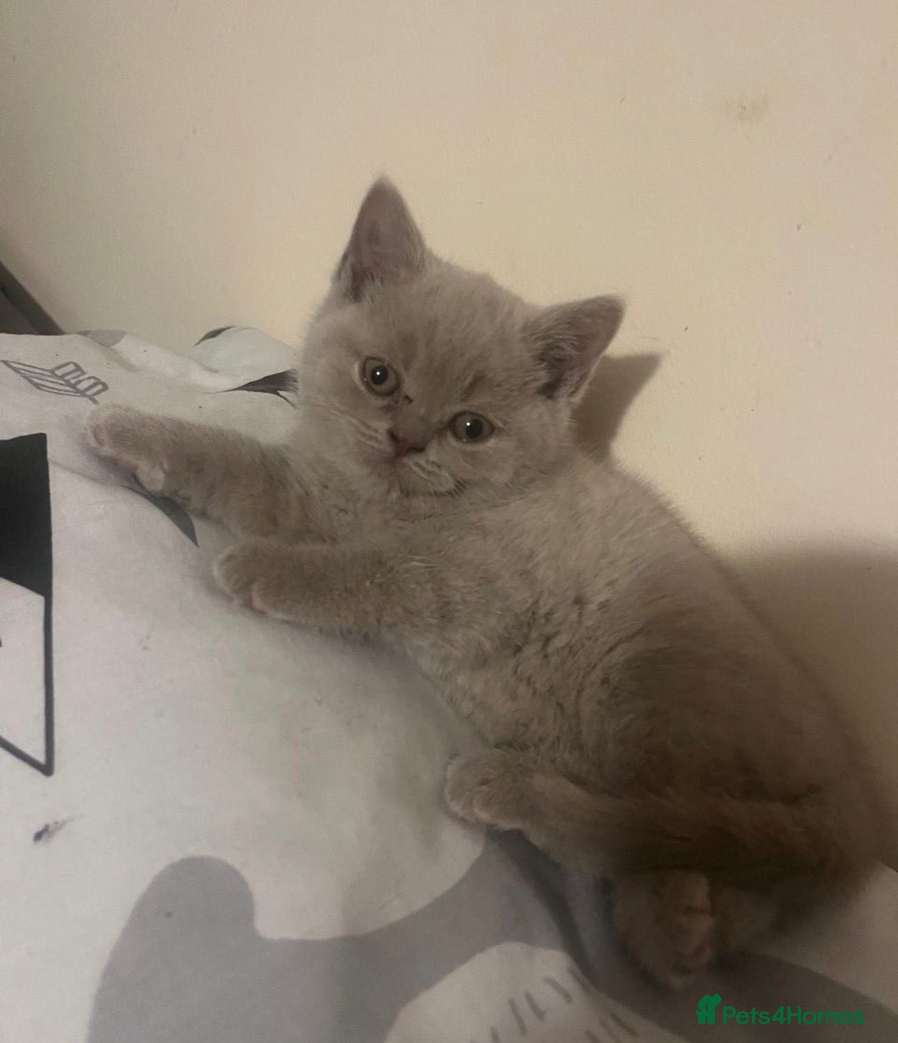 British Shorthair cats British Shorthair kitten for sale – BOY - Advert 2
