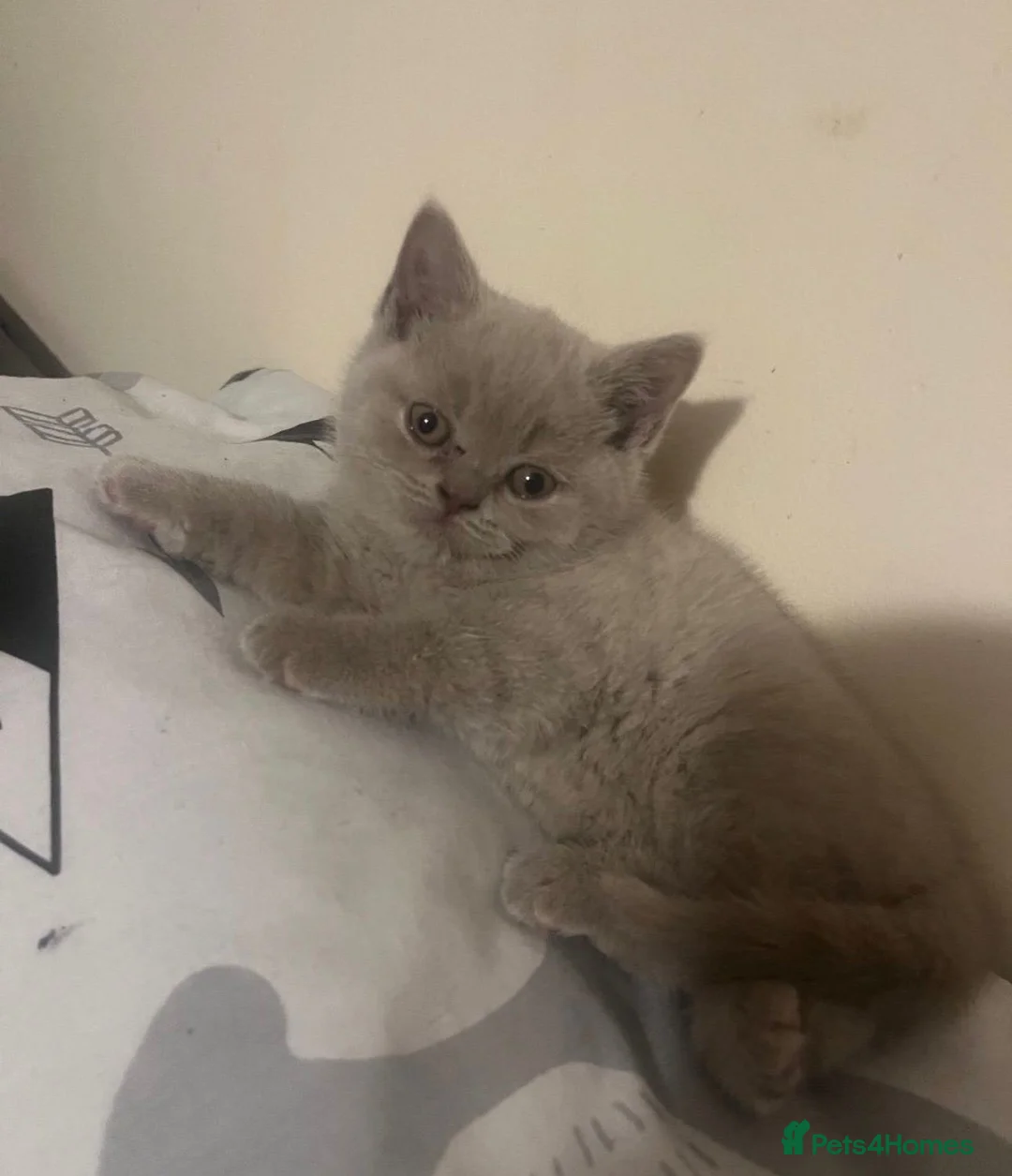 British Shorthair cats for sale: British Shorthair kitten for sale – BOY - Advert 1
