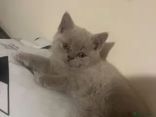 British Shorthair cats British Shorthair kitten for sale – BOY - Advert 2