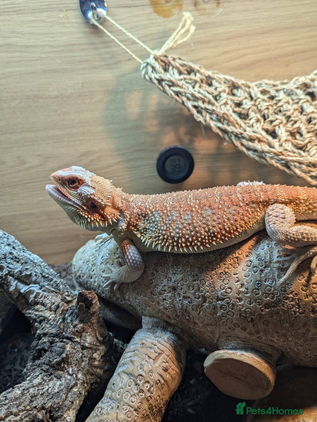 Bearded Dragon reptiles for sale: Beautiful Red Bearded Dragon (10 months)  - Advert 4