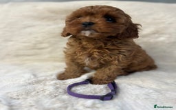 Cavapoo dogs for sale: ⭐️⭐️⭐️⭐️⭐️Licensed-F1 Toy Cavapoo Puppies - Image 6