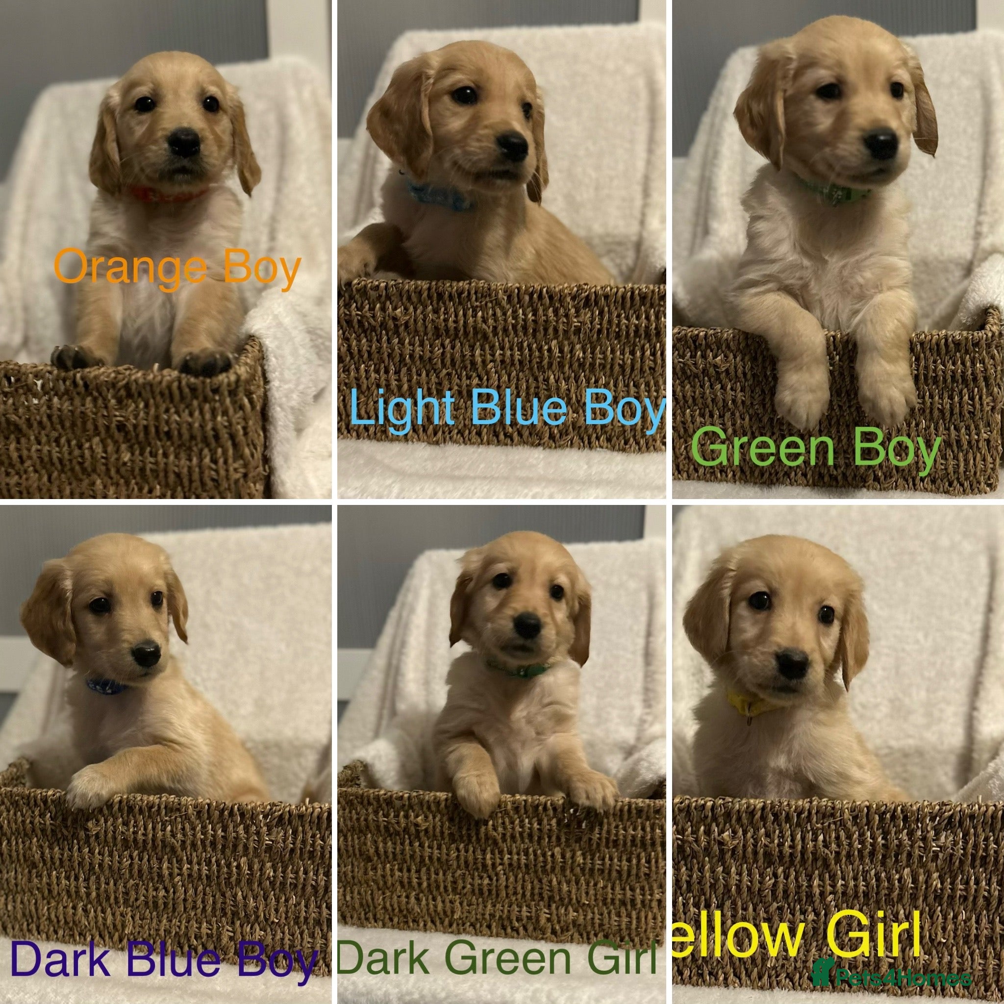 Golden Retriever dogs Ready Now Golden Retriever Puppies - Advert 4