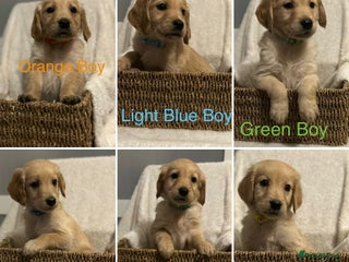 Golden Retriever dogs Ready Now Golden Retriever Puppies - Advert 4