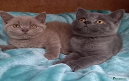 British Shorthair cats for sale: Super GCCF Registered Kittens - Image 1