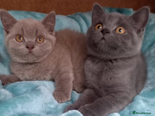British Shorthair cats - Advert 20