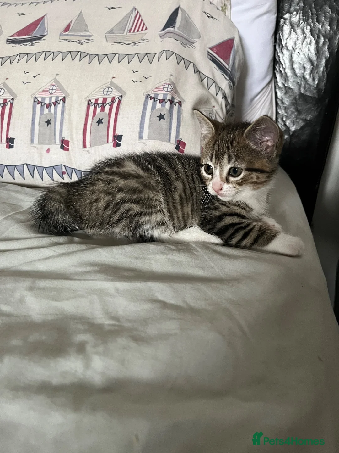 Mixed Breed cats for sale: Tabby kitty  - Advert 6