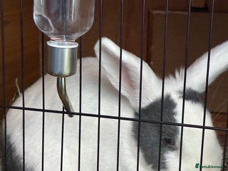 Mixed Breed rabbits 2 female rabbits 3 months old - Advert 6