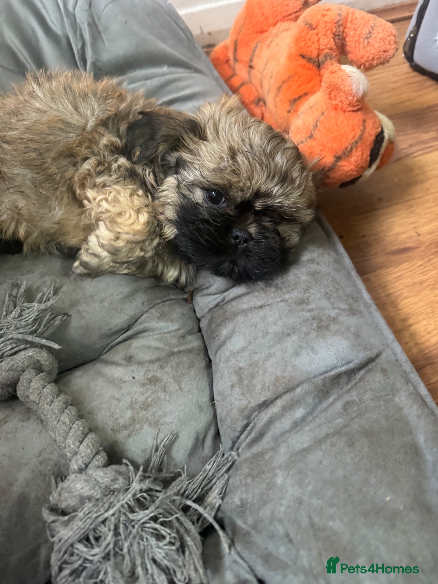 Shih Tzu dogs Two Shih Tzu puppies - Advert 2