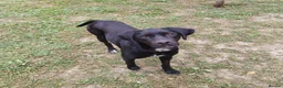 Pointer dogs for adoption: Donna – Beautiful English Pointer Cross - Advert 14