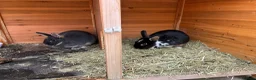 Mixed Breed rabbits for sale: Rabbits bonded pair - Advert 2