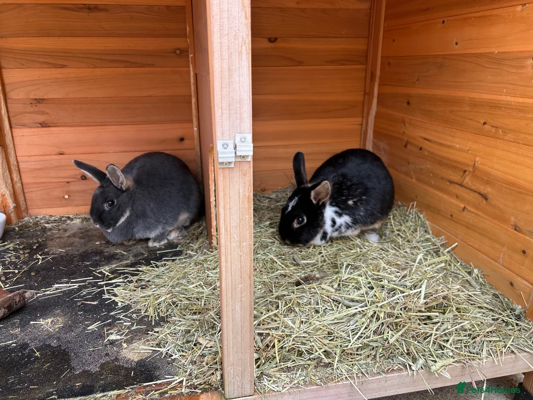 Mixed Breed rabbits for sale: Rabbits bonded pair - Advert 2