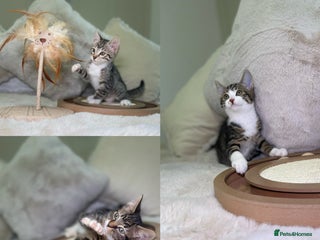 Mixed Breed cats Beautiful kittens 8 weeks old - Advert 18