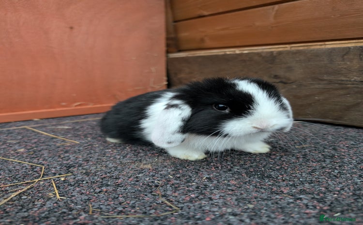Mini Lion Lop rabbits in Hull - Advert 1