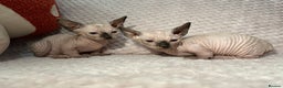 Sphynx cats for sale: Bambino kittens Ready now! - Advert 7
