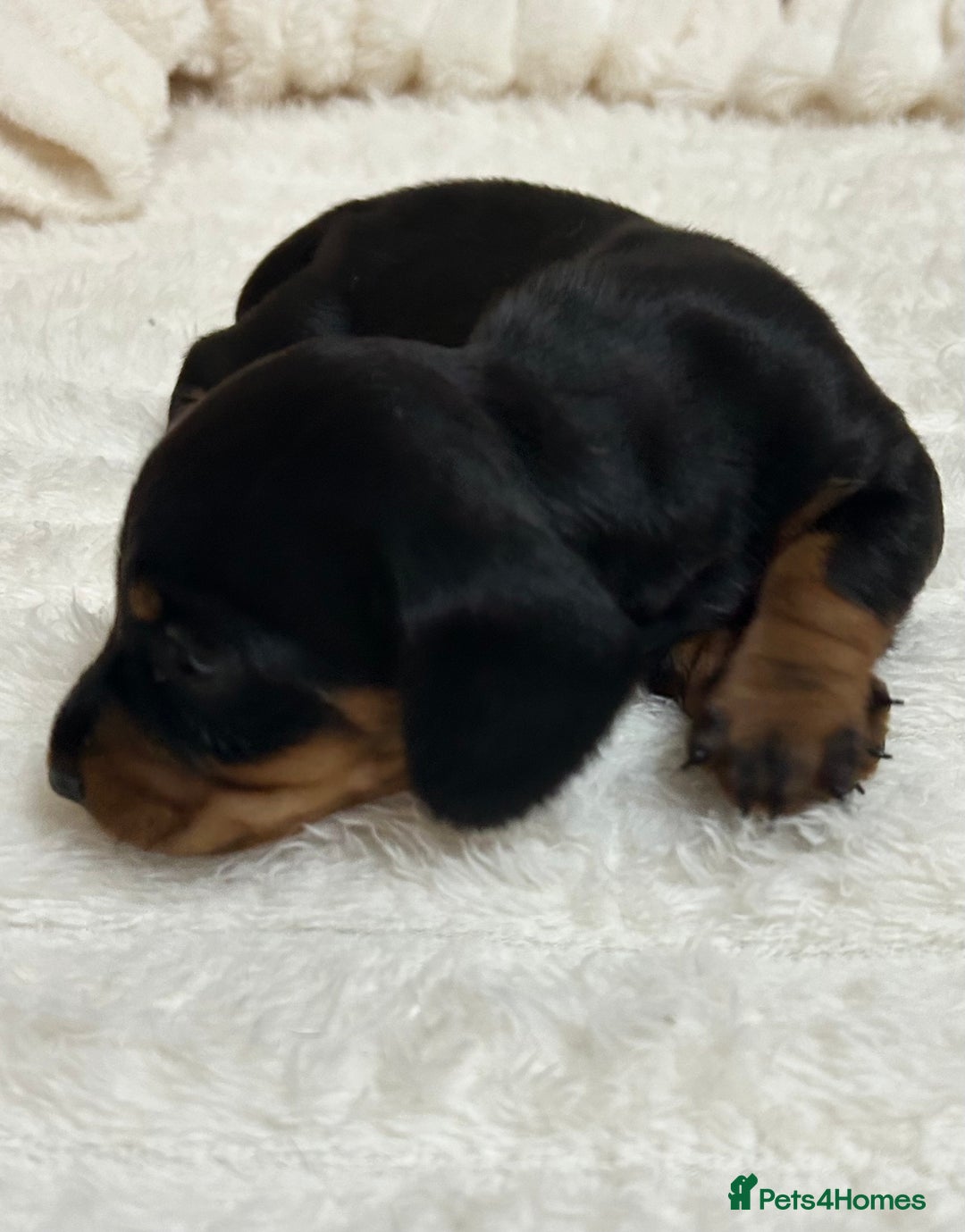 Miniature Dachshund dogs for sale: Miniature Dachshunds Ready 6th Feb  - Advert 20